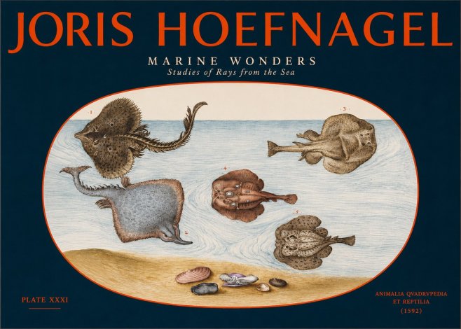 Joris Hoefnagel Studies of Rays and Shells No3 - Juliste