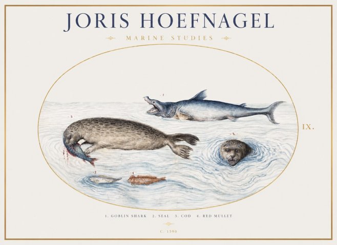 Joris Hoefnagel Marine Studies No1 - Juliste
