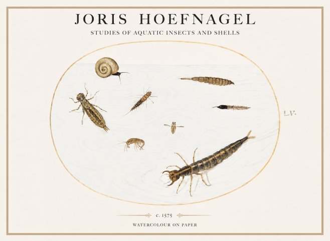 Joris Hoefnagel Studies of Aquatic Insects and Shells No1 - Juliste