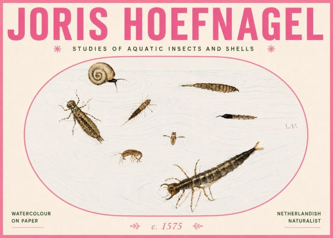 Joris Hoefnagel Studies of Aquatic Insects and Shells No6 - Juliste
