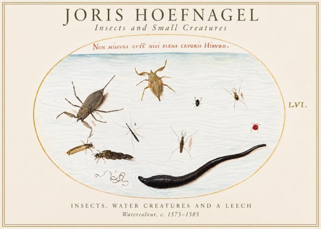 Joris Hoefnagel Insects and Aquatic Creatures No2 - Juliste