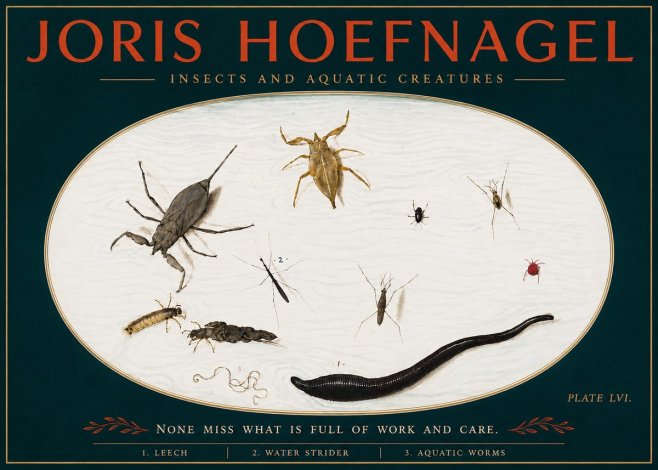 Joris Hoefnagel Insects and Aquatic Creatures No4 - Juliste