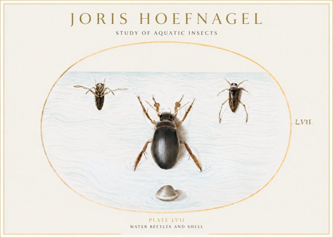 Joris Hoefnagel Water Beetles and Shell No1 - Juliste