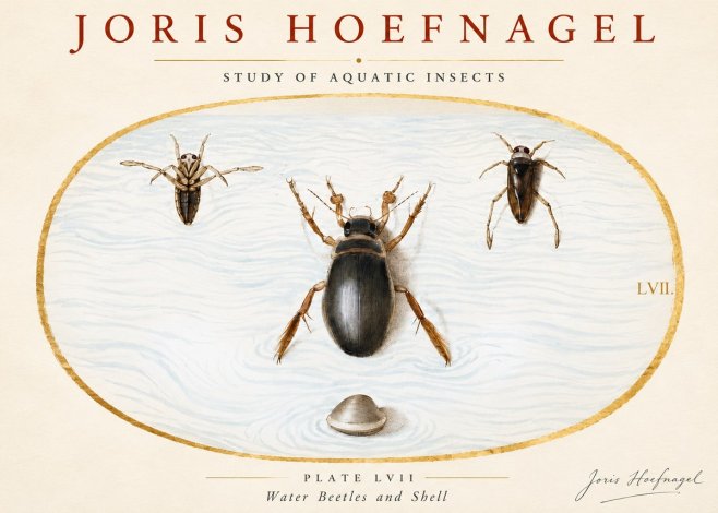 Joris Hoefnagel Water Beetles and Shell No3 - Juliste