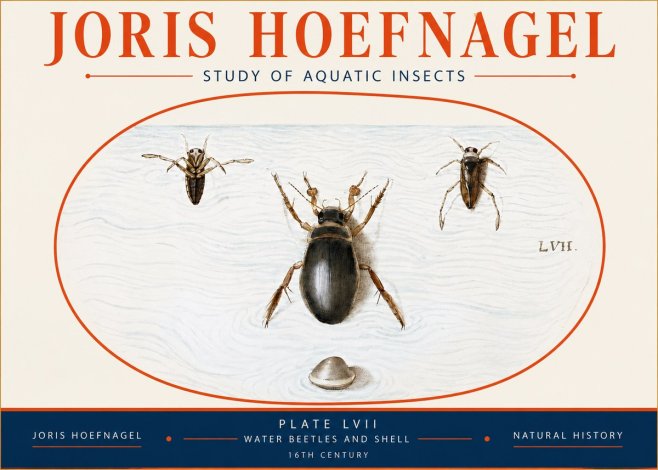 Joris Hoefnagel Water Beetles and Shell No4 - Juliste