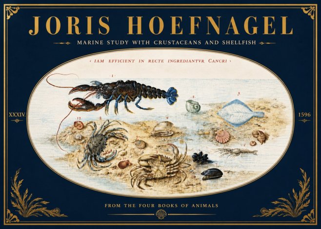 Joris Hoefnagel Marine Study with Crustaceans and Shellfish No6 - Juliste