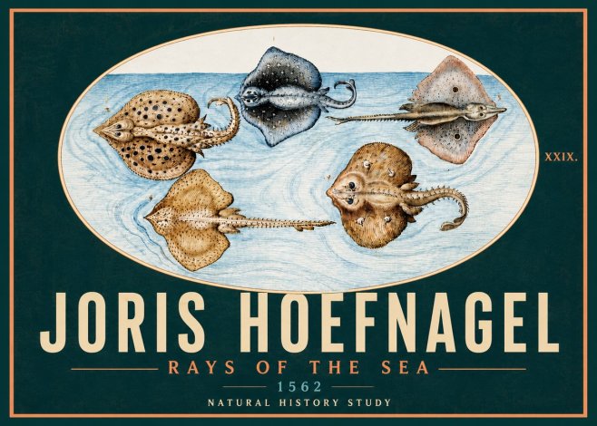 Joris Hoefnagel Rays of the Sea No5 - Juliste