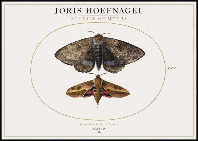 Joris Hoefnagel Studies of Moths I No1 - Juliste