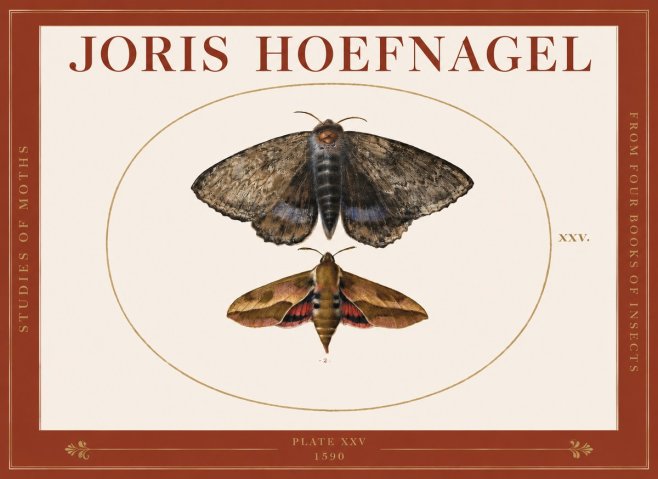 Joris Hoefnagel Studies of Moths I No3 - Juliste