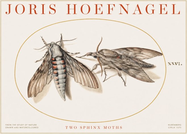 Joris Hoefnagel Two Sphinx Moths No1 - Juliste