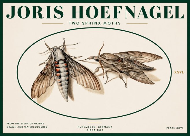 Joris Hoefnagel Two Sphinx Moths No2 - Juliste