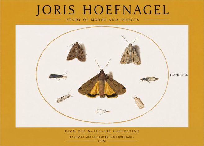 Joris Hoefnagel Study of Moths and Insects No2 - Juliste