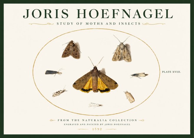 Joris Hoefnagel Study of Moths and Insects No3 - Juliste