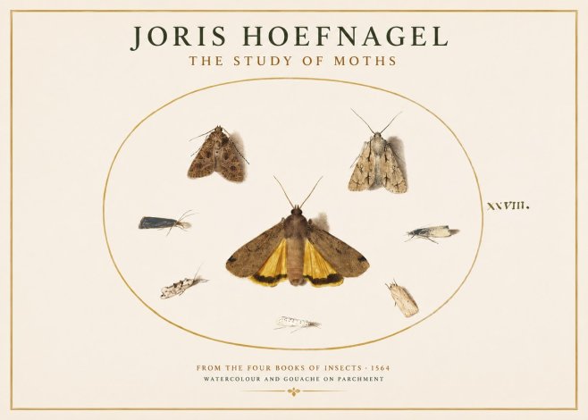 Joris Hoefnagel Study of Moths and Insects No4 - Juliste