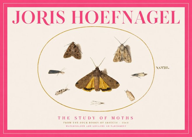 Joris Hoefnagel Study of Moths and Insects No5 - Juliste