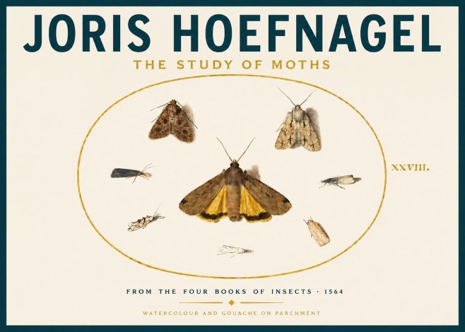 Joris Hoefnagel Study of Moths and Insects No6 - Juliste