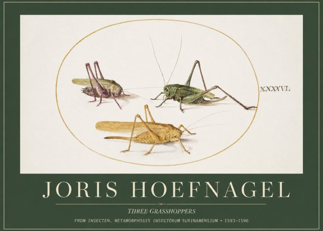 Joris Hoefnagel Grasshoppers Study No5 - Juliste