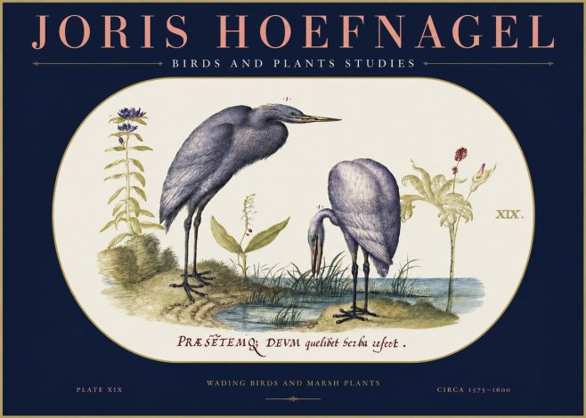 Joris Hoefnagel Wading Birds and Marsh Plants No2 - Juliste