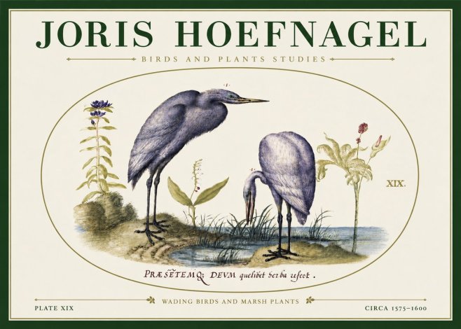 Joris Hoefnagel Wading Birds and Marsh Plants No3 - Juliste