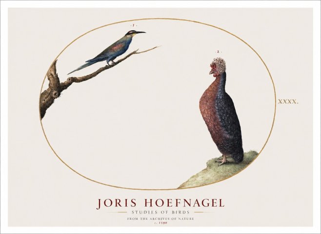 Joris Hoefnagel Studies of Birds I No1 - Juliste