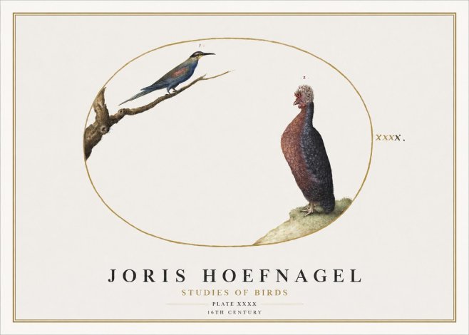 Joris Hoefnagel Studies of Birds I No2 - Juliste