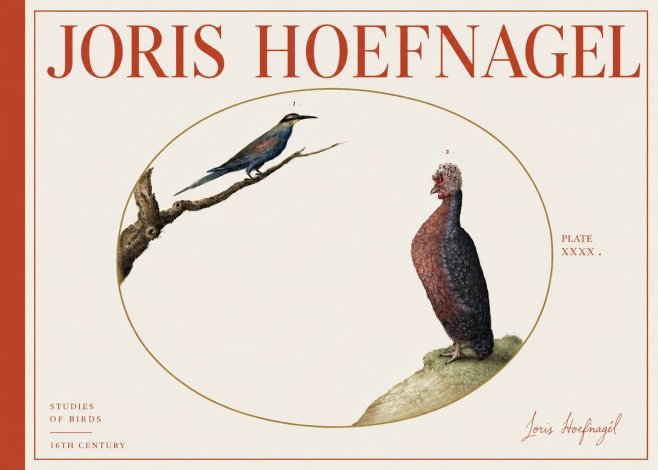 Joris Hoefnagel Studies of Birds I No4 - Juliste