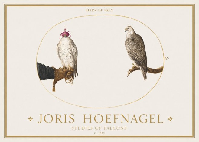 Joris Hoefnagel Studies of Falcons No1 - Juliste