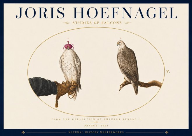 Joris Hoefnagel Studies of Falcons No5 - Juliste