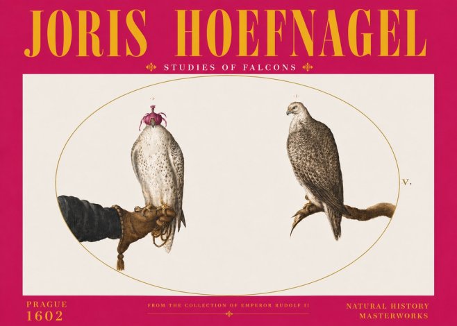 Joris Hoefnagel Studies of Falcons No6 - Juliste