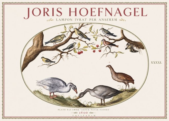 Joris Hoefnagel Lampon Ivrat per Anserem No3 - Juliste