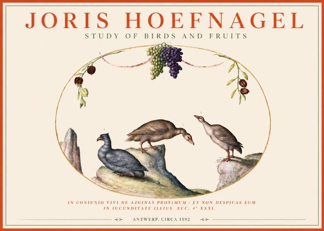 Joris Hoefnagel Three Birds with Grapes and Inscription No4 - Juliste
