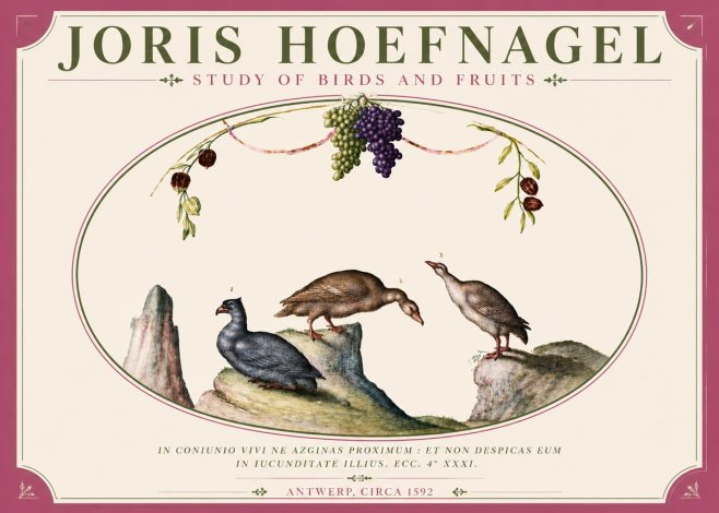 Joris Hoefnagel Three Birds with Grapes and Inscription No6 - Juliste