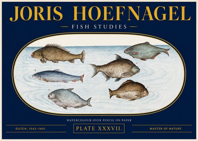 Joris Hoefnagel Six Freshwater Fish No4 - Juliste