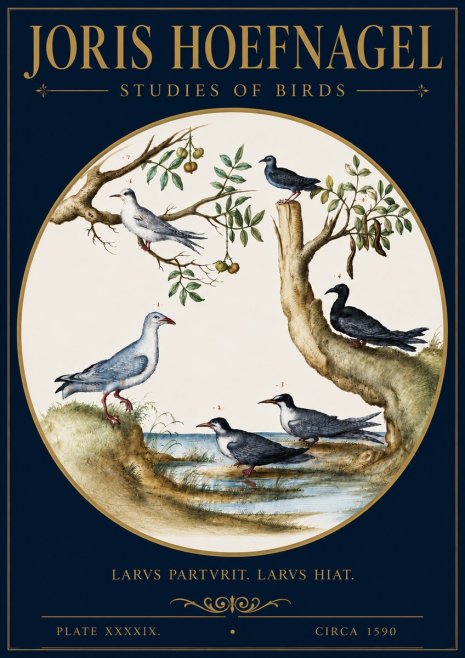 Joris Hoefnagel Studies of Birds II No4 - Juliste
