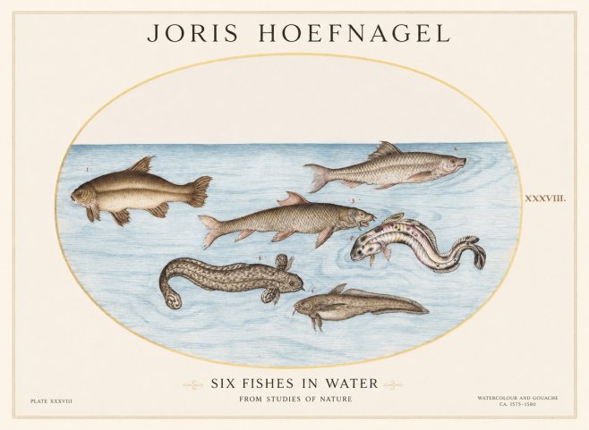 Joris Hoefnagel Six Fishes in Water II No1 - Juliste
