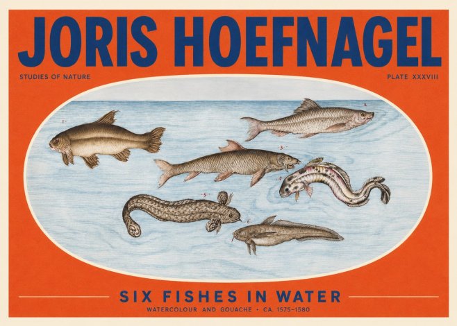 Joris Hoefnagel Six Fishes in Water II No2 - Juliste