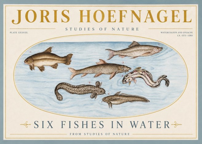 Joris Hoefnagel Six Fishes in Water II No4 - Juliste