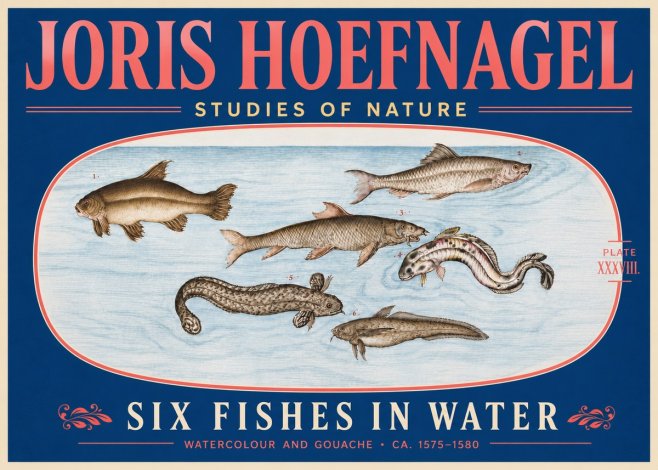 Joris Hoefnagel Six Fishes in Water II No5 - Juliste