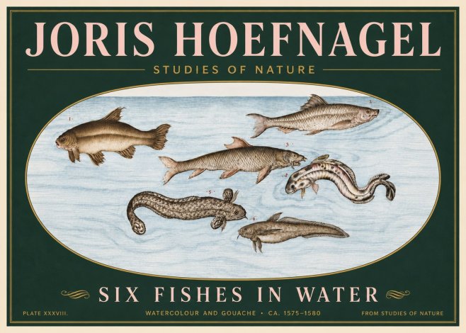 Joris Hoefnagel Six Fishes in Water II No6 - Juliste