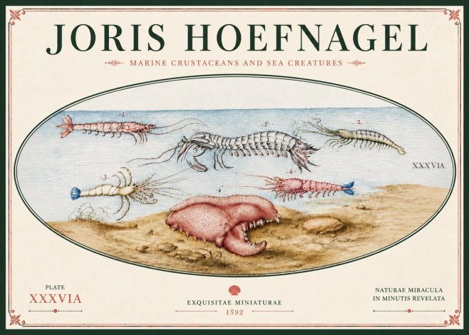 Joris Hoefnagel Marine Crustaceans and Sea Creature No6 - Juliste