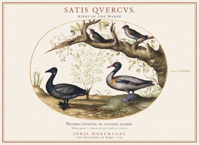Joris Hoefnagel Satis Quercus. Birds of the Marsh No1 - Juliste
