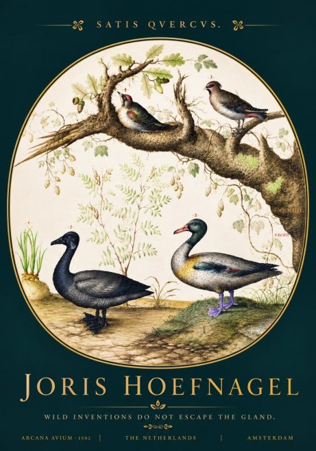 Joris Hoefnagel Satis Quercus. Birds of the Marsh No4 - Juliste
