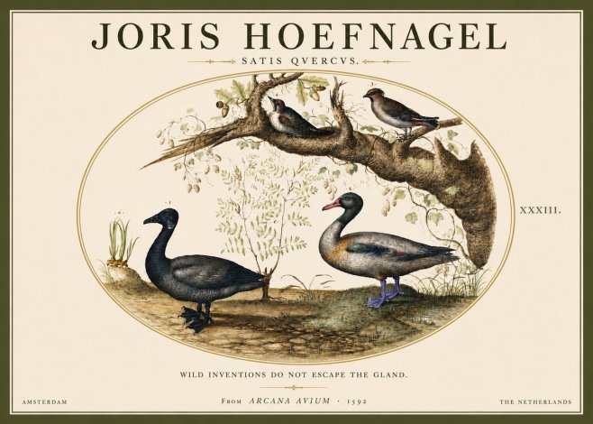 Joris Hoefnagel Satis Quercus. Birds of the Marsh No5 - Juliste