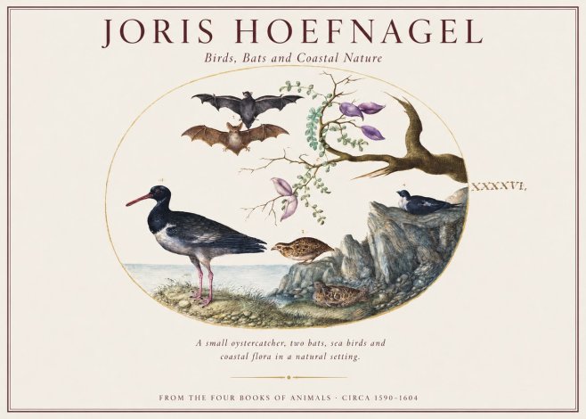 Joris Hoefnagel Birds, Bats and Coastal Nature No1 - Juliste