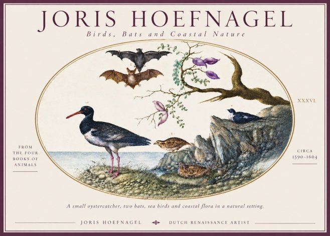 Joris Hoefnagel Birds, Bats and Coastal Nature No6 - Juliste