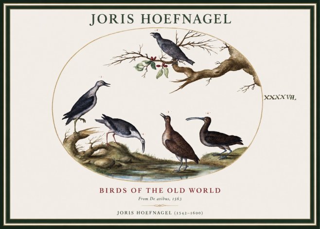 Joris Hoefnagel Birds of the Old World No1 - Juliste