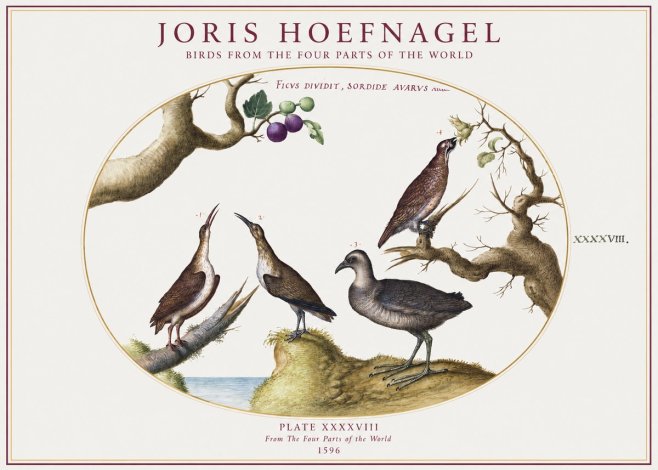 Joris Hoefnagel Birds from the Four Parts of the World No1 - Juliste