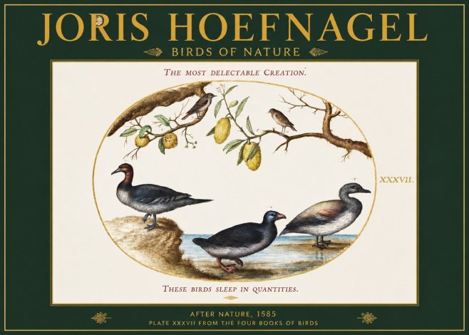 Joris Hoefnagel Plate Xxxvii from the Four Books of Birds No2 - Juliste