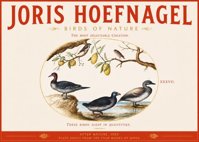 Joris Hoefnagel Plate Xxxvii from the Four Books of Birds No3 - Juliste