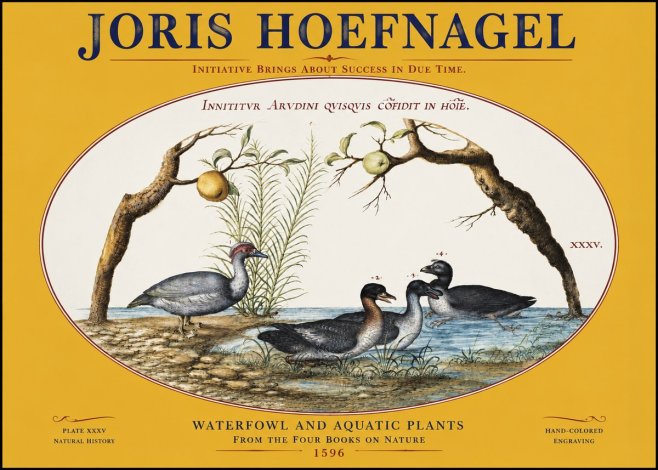Joris Hoefnagel Waterfowl and Aquatic Plants No3 - Juliste